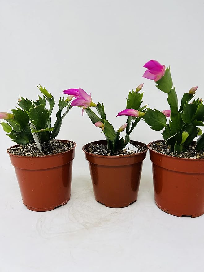 Christmas Cactus Blooms Pink 3 Plants -Zygocactus Plant in 4 pots