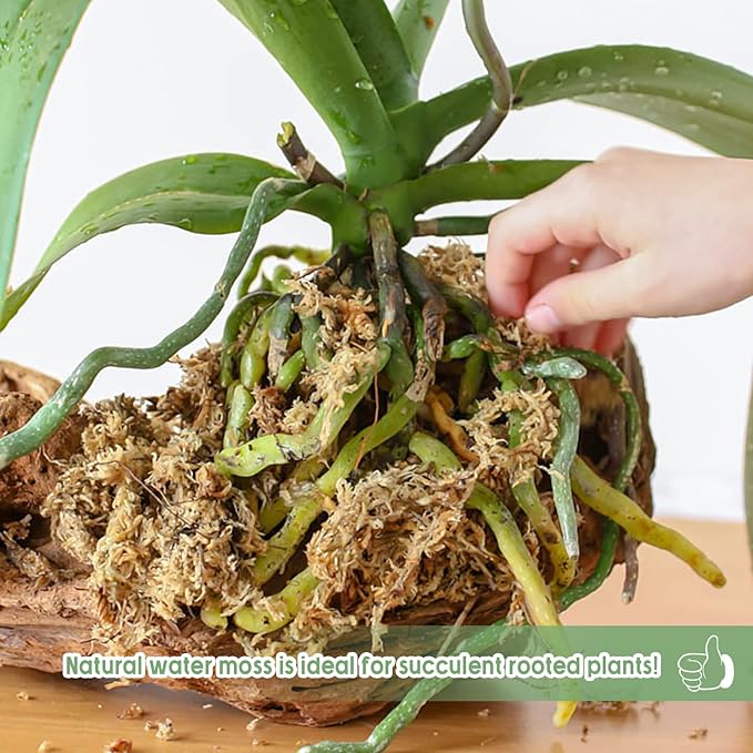 Legigo 4.4LBS Premium Sphagnum Moss for Plants- 80QT Natural Succulent Carnivorous Plant Moss Dried Long Fiber Orchid Moss for Orchid Repotting Succulent Sarracenia Potted Plants Gardening &amp Rept