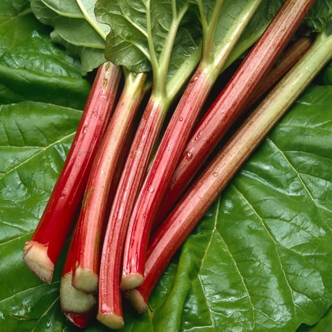 Rhubarb Plant for Planting Red Rhubarb Root Plant Well Rooted 4-6 Inc Cold Hardy Perennial Vegetable for Indoor Outdoor Garden