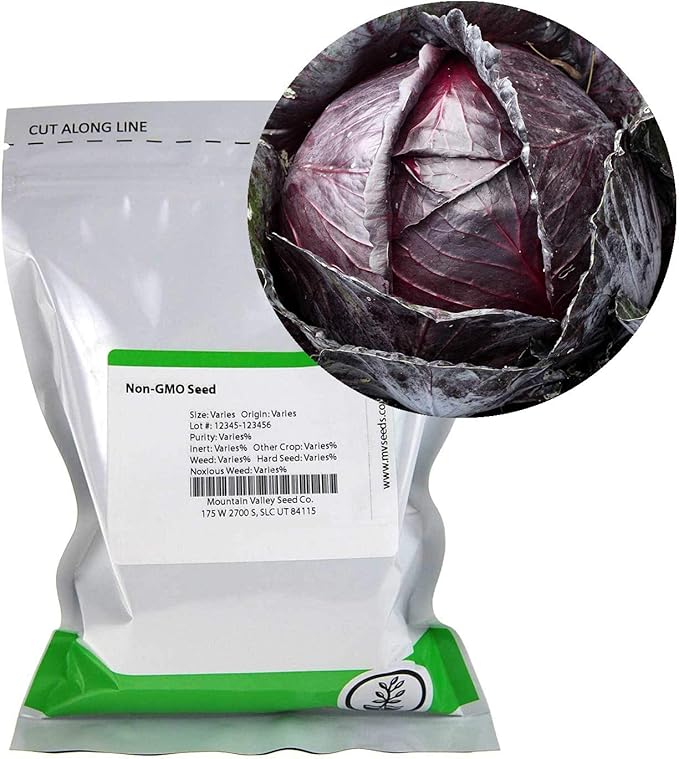 Red Acre Cabbage Microgreens &amp Sprouting Seeds – 5 Lb – Non-GMO Chemical-Free – High-Germination Seeds for Nutritious Microgreens Sprouts Hydroponic Growing and Indoor Gardening