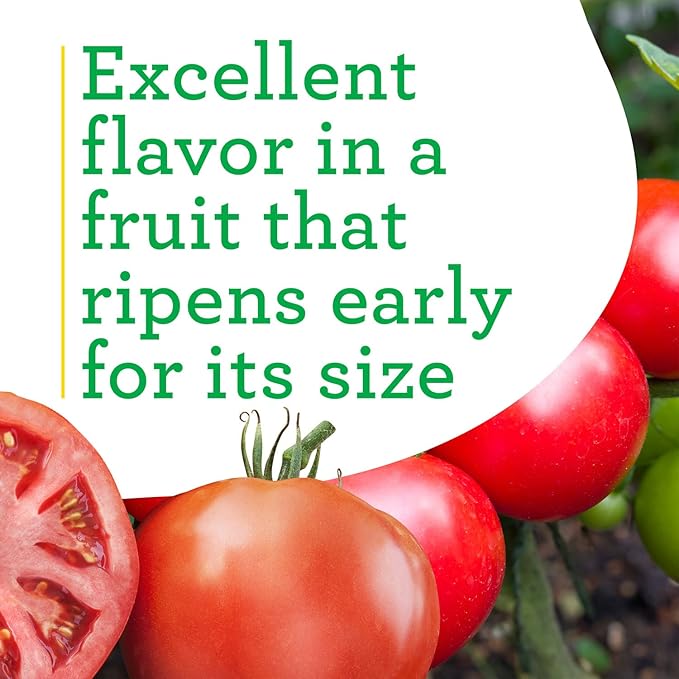 Bonnie Plants Big Beef Tomato 19.3 oz. 4-pack