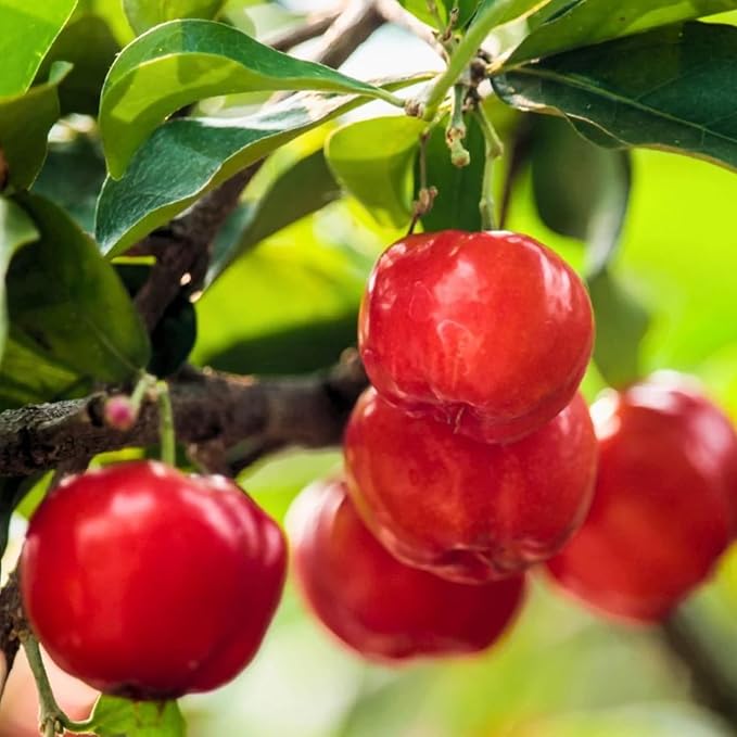 Acerola Red Cherry Seedling Barbados Cherry Live Plant 5-9” Tall