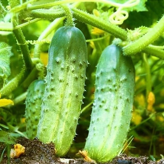2 Cucumber Plants Live Live Green Cucumber Plants 3 to 5 Inches Tall 4 Inches Pot Cucumber Live Plants Cucumber Starter Plants Growing Outdoor