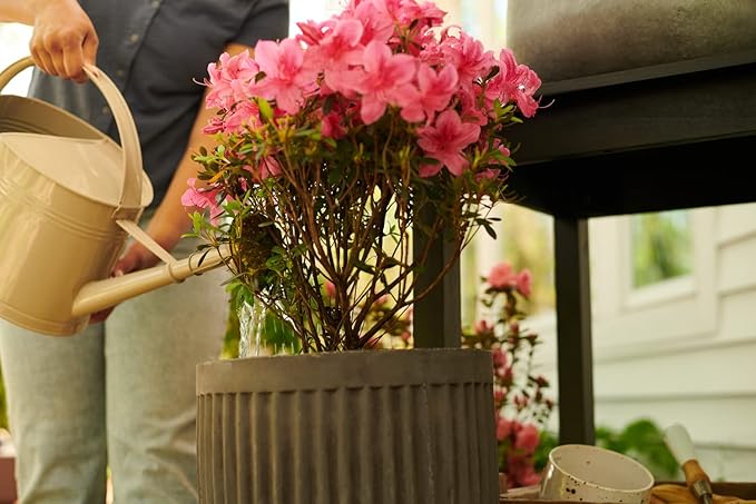 Miracle-Gro Water Soluble Azalea Camellia Rhododendron Plant Food - Fertilizer for Acid-Loving Plants &amp Flowers 5 lb. (Pack of 6)