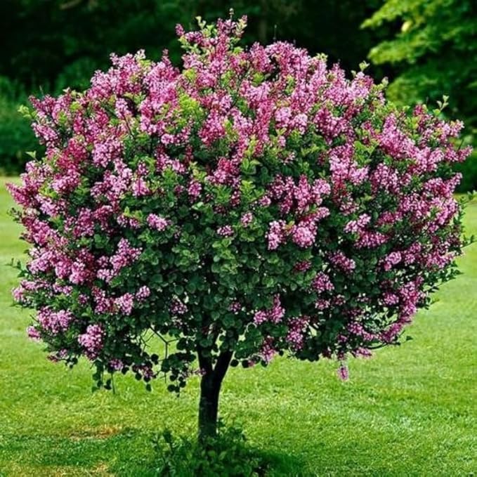 Lilac Tree Lilac Plants Live Ready to Plant 2 to 2.5 Feet Lilac Shrub Purple Lilac Tree Live Plant