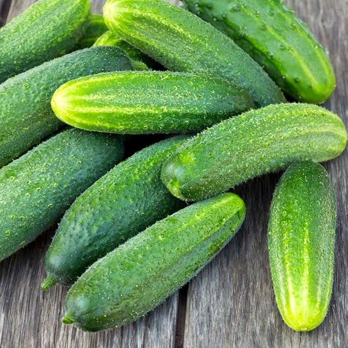 Set of 3 Marketmore Cucumber Plants Live Live Cucumber Plants 4 Inc Pot 4 to 7 Inc Long Starter Plant