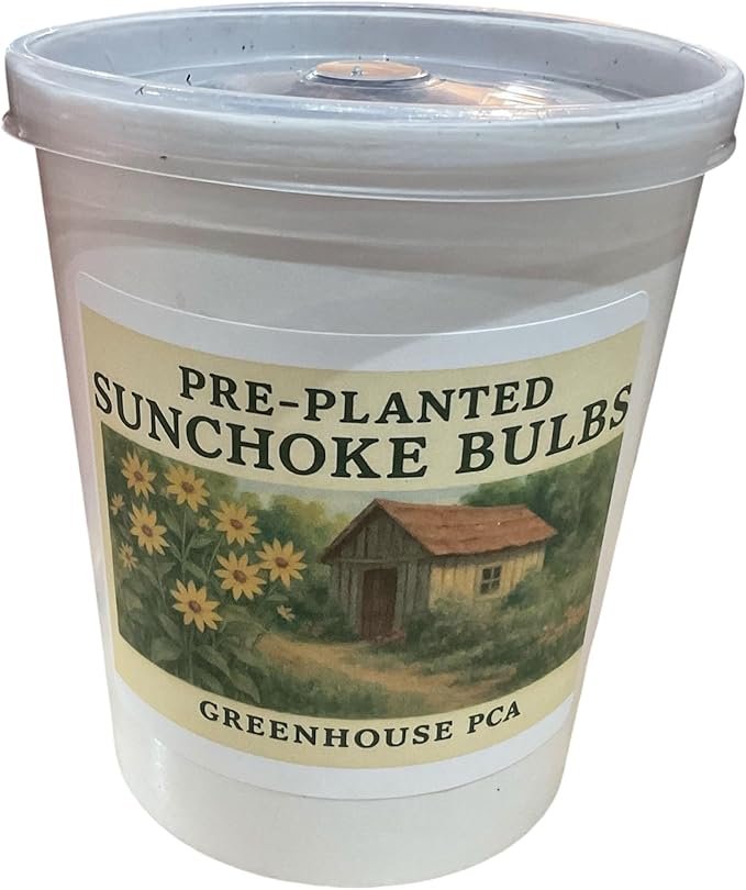 Pre-Planted and Potted Jerusalem Artichoke Tubers (Sunchokes) by Greenhouse PCA. Ready to Grow in Organic Soil - Great Gift for The Gardener or Plant Lover in Your Life!
