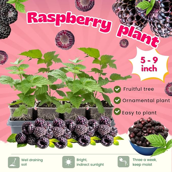 4 Glencoe Thornless Raspberry Plants Live 5-9 Inch Tall Raspberry Fruit Trees for Outdoor Growing Raspberry Seedling