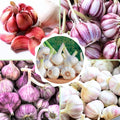 1 Lb Assorted Garlic Bulbs for Planting 8 Hardy Garlic Bulbs for Planting Home Vegetable Garden or Raised Beds Hardneck Garlic Bulbs