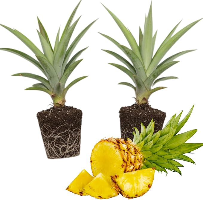2 Sugarloaf Pineapple Plants Pineapple Plants Live for Planting Sweet Pineapple Starters Plant for Home Garden and Containers