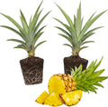 2 Sugarloaf Pineapple Plants Pineapple Plants Live for Planting Sweet Pineapple Starters Plant for Home Garden and Containers