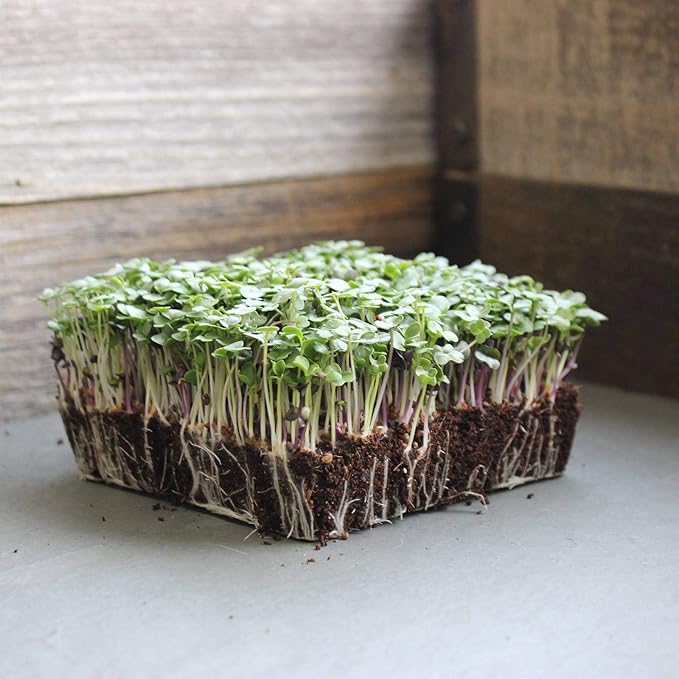 Bulk Salad Mix Microgreens Seeds – 5 LB – Non-GMO Blend of Broccoli Kale Kohlrabi Cabbage &amp Arugula – High-Germination for Indoor Micro Greens Hydroponic Growing &amp Home Gardening