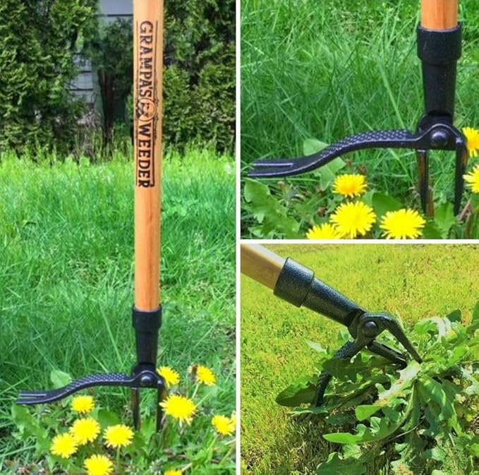 Grampa's Weeder - The Original Stand Up Weed Puller Tool with Long Handle - Made with Real Bamboo &amp 4-Claw Steel Head Design - Easily Remove Weeds Without Bending Pulling or Kneeling.
