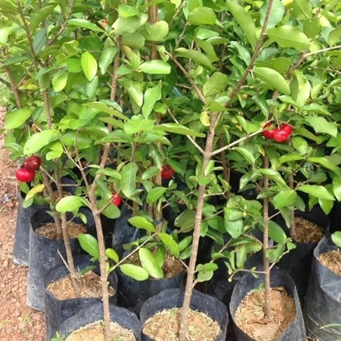 Acerola Red Cherry Seedling Barbados Cherry Live Plant 5-9” Tall