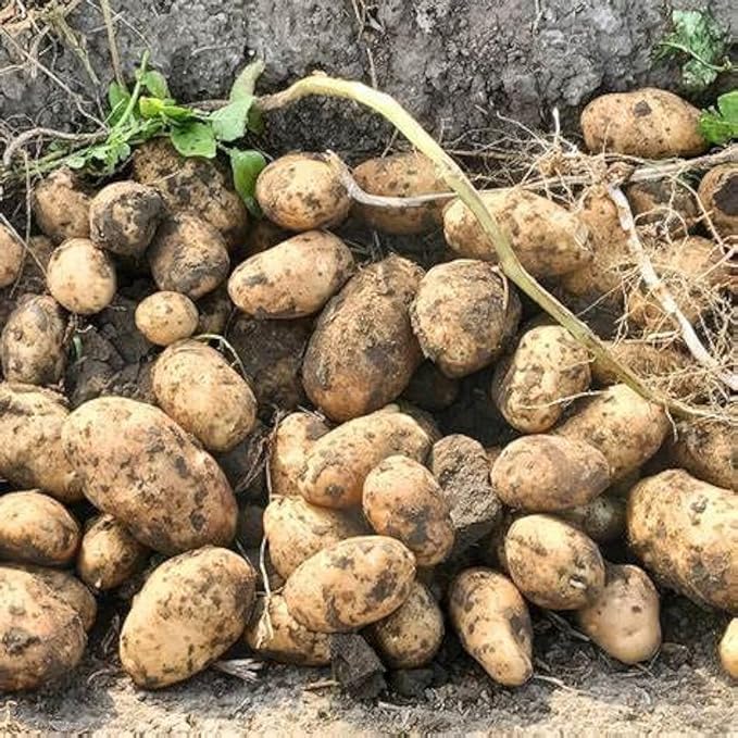 Goldrush Russet Potato Seed for Planting – Versatile &amp High Yielding Perfect for Home Gardens and Farms | Grow Your Own Vegetables Easy to Grow (25 Pack)