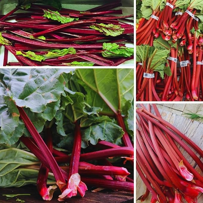 Red Rhubarb Plant for Planting Rhubarb Bare Roots 4 to 6 Inc in Height Perennial Vegetable Plant Zone 3 to 8