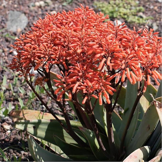 Coral Aloe Plants (Aloe striata) - Live Succulent with Striking Pink Edges and Smooth Flat Leaves for Indoor/Outdoor Gardening (2 Coral Aloe sacs)
