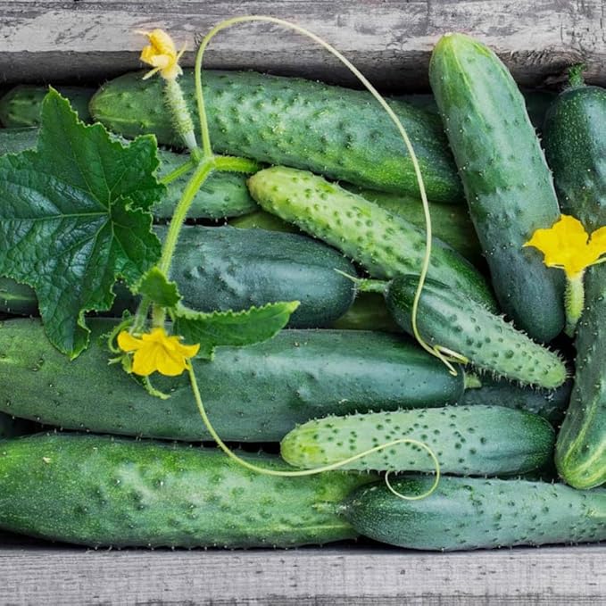 Cucumber Plants Live 6-8 Inches Tall in 4 Inch Pot 2 Plants Per Pot Vegetable Plants for Garden or Containers
