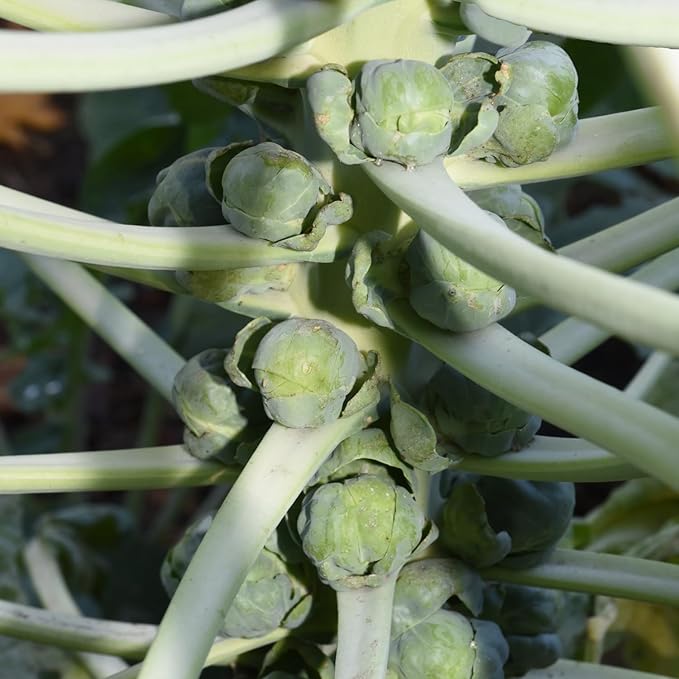 Brussel Sprouts Live Plant in 4″ Pot Well Rooted Brussel Sprouts Plants Vegetable for Garden or Container Planting
