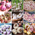 1 Pound Mix Hardneck Garlic Bulbs for Planting Fresh High-Yield Hardy Garlic for Garden or Container Growing