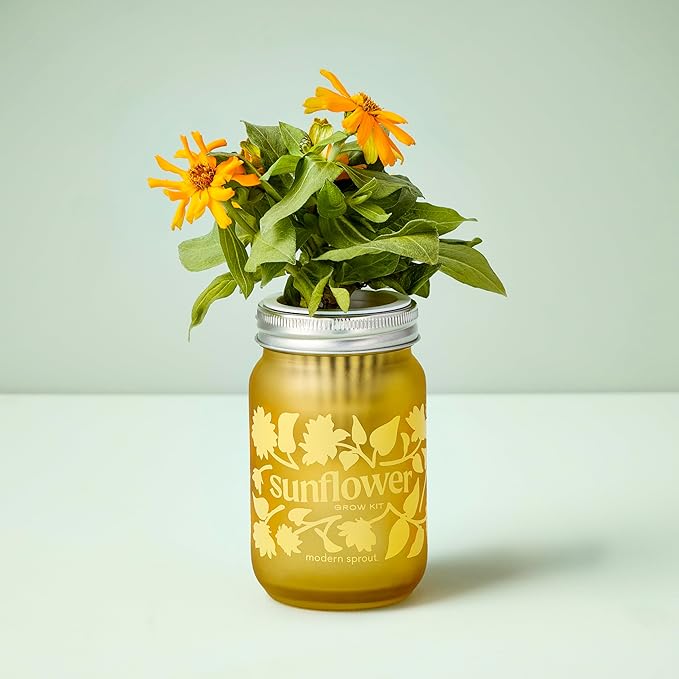 Modern Sprout Mason Garden Jar - Self-Watering Hydroponics Growing System Kit with Organic Herb Seeds - Jar Planter for Indoor Herb Garden - Seed Starter Kit - Easter Gifting -Basil+Lavender+Sunflower