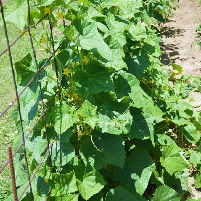 Chayote Squash Plant Live Chayote Plant Vegetable Plants 7 to 9 Inc Tall Gallon Pot