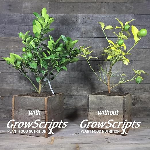 Citrus Tree Fertilizer Kit - Complete 3-in-1 Plant Food with NPK Granules Liquid Micronutrients &amp Calcium for Container Lemon Orange Lime Trees 3-Month Supply for Indoor Outdoor Citrus Plants