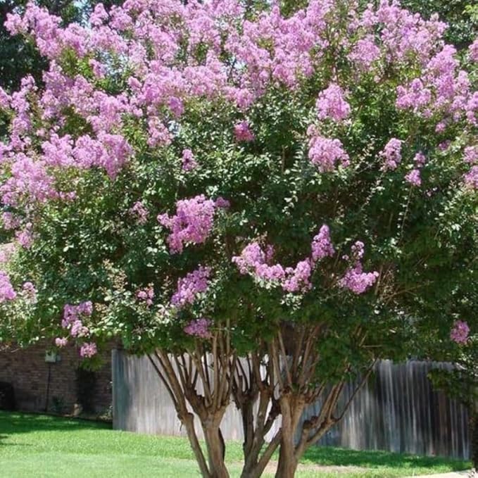 Lilac Tree Lilac Plants Live Ready to Plant 2 to 2.5 Feet Lilac Shrub Purple Lilac Tree Live Plant