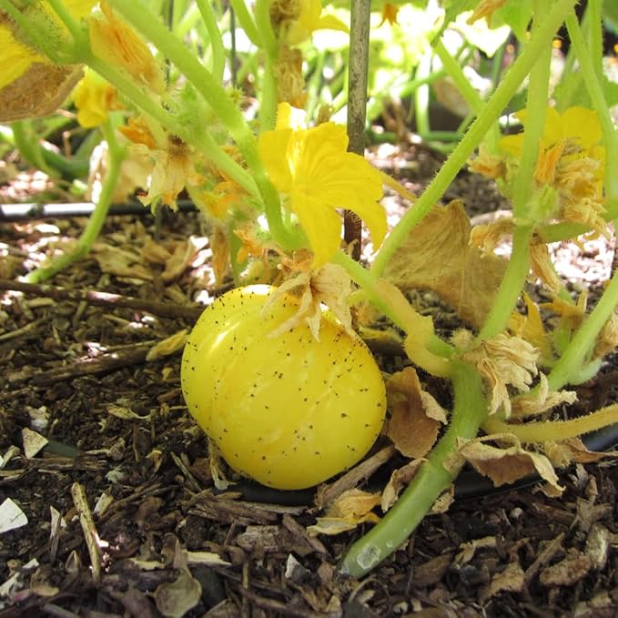 Lemon Cucumber Plants Live 6-8 Inches Tall in 4 Inch Pot 2 Plants Per Pot Vegetable Plants for Garden or Containers