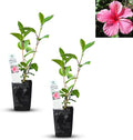 Pink Hibiscus. rosa-sinensis. Live Plant - Tropical Blooming Hibiscus Pretty Flowers Used in Tea and Juice (2 Pink Hibiscus Cups)