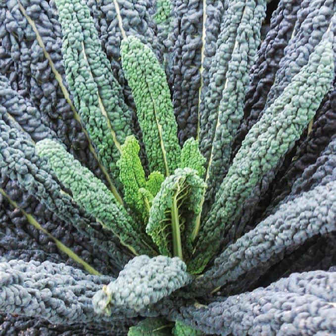 Live Dwarf Blue Kale Plants Kale Vegetable Plant 3-6 Inches Tall Well-Rooted in 4 Inch Pot for Growing