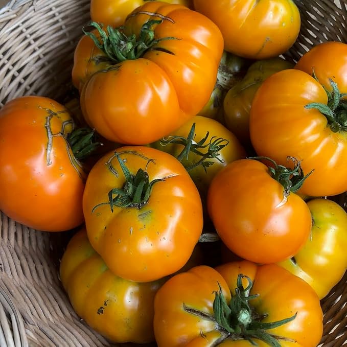 Plant Good Seed Organic Tomato Seed Collection - 7 Packets Black Prince Black Cherry Brandywine Czech Bush Sweet Red Datterino Tomato Siskiyou Orange Sweet Yellow Datterino - Seeds for Planting