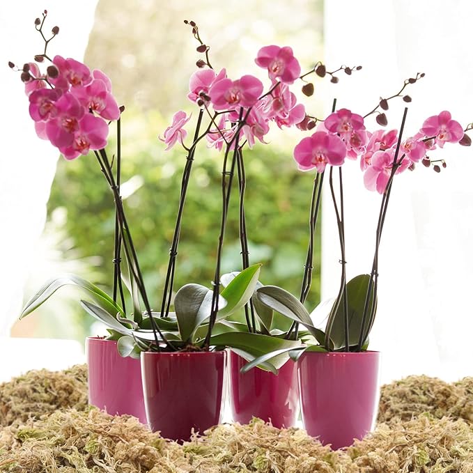 Legigo 3.3LBS Premium Sphagnum Moss for Plants- 60QT Natural Succulent Carnivorous Plant Moss Dried Long Fiber Orchid Moss for Orchid Repotting Succulent Sarracenia Potted Plants Gardening &amp Rept