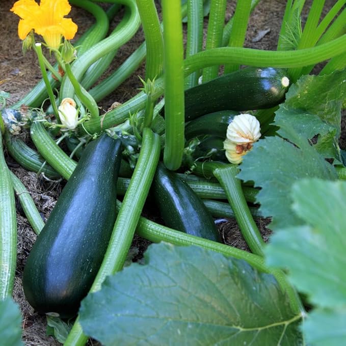 2 Green Zucchini Plants Green Summer Squash in 4 Inch Pots - 4-6 Inch Tall Live Vegetable Garden Plants