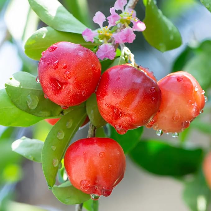 Acerola Red Cherry Seedling Barbados Cherry Live Plant 5-9” Tall