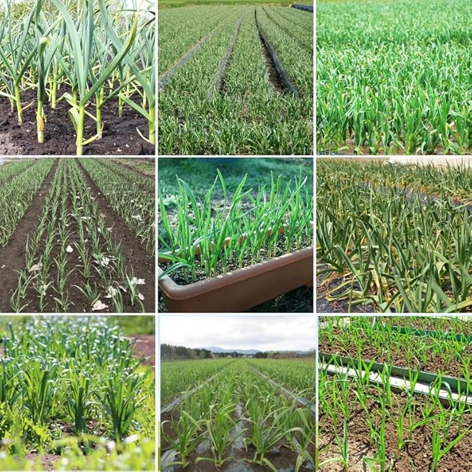 1 Lb Purple Stripe Garlic Bulbs for Planting 8 Hardy Garlic Bulbs for Planting Home Vegetable Garden or Raised Beds Hardneck Garlic Bulbs