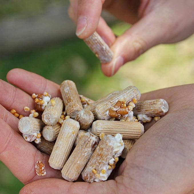 North Spore Organic Nameko (100 ct) Mushroom Plugs for Logs | Premium Quality Mushroom Plug Spawn | Handmade in Maine USA | Grow Gourmet Mushrooms Outdoors on Logs | Pholiota nameko