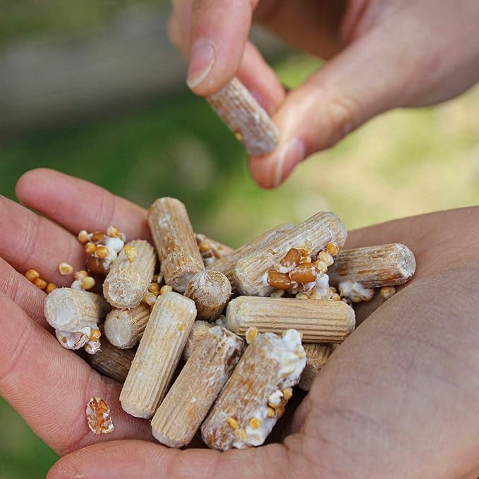 North Spore Organic Italian Oyster (100 ct) Mushroom Plugs for Logs | Premium Quality Mushroom Plug Spawn | Handmade in Maine USA | Grow Gourmet Mushrooms Outdoors on Logs