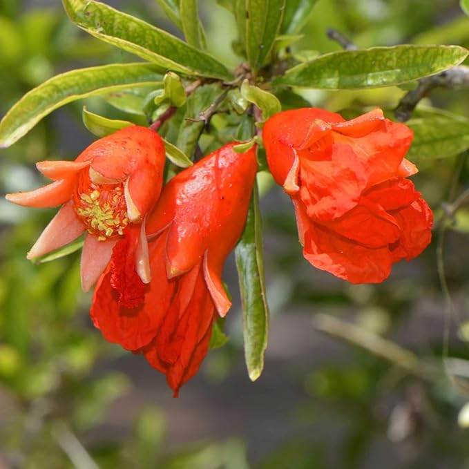 Live Pomegranate 'Wonderful' Plants (Punica Granatum 'Wonderful') - Fruit-Bearing Drought-Tolerant Easy to Grow (4 Pomegranate Wonderful Cups)