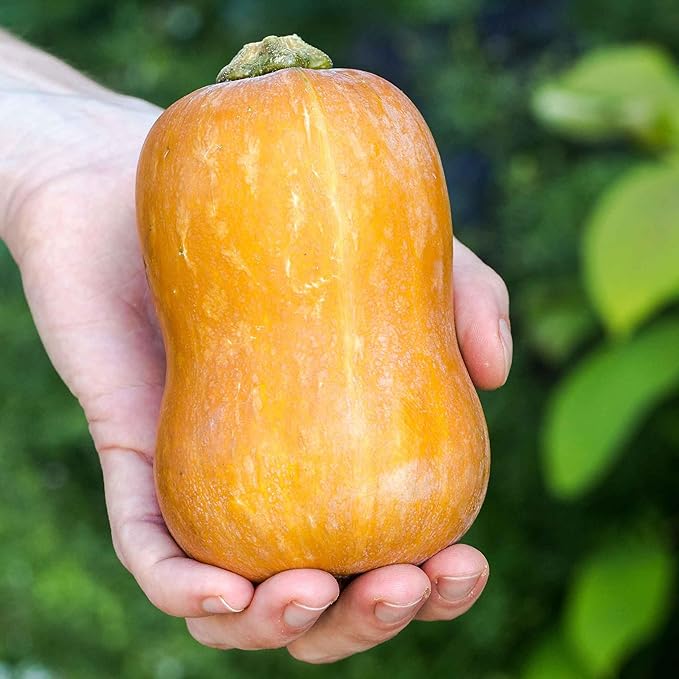 Eden Brothers Squash (Winter) Seeds - Honeynut Non-GMO Seeds for Planting 1 oz | Low-Maintenance Vegetable Seeds Plant During Warm Season Zones 10 3 4 5 6 7 8 9