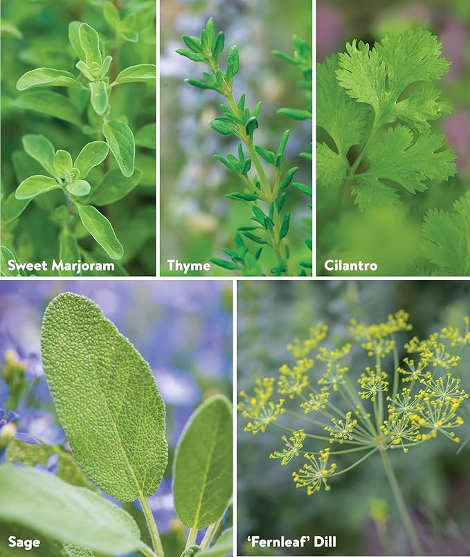 Burpee Culinary Classics Garden Collection 10 Packets of Non-GMO Chives Cilantro Basil Sage Thyme Dill Parsley Chamomile Marjoram &amp Oregano | Kitchen Herb Variety Pack Seeds for Planting