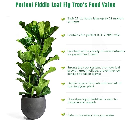 Fiddle Leaf Fig Tree Plant Food 21 ozLiquid Houseplant Fertilizer with 3-1-2 NPK Ration for Healthy RootsStems and Leaves