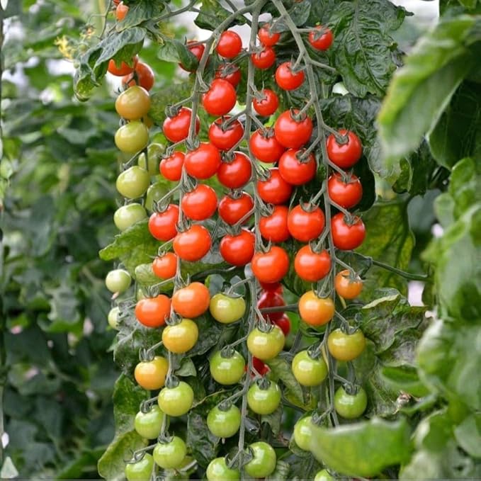 Cherry Tomato Plants Live for Planting Outdoor 4 Inch Pot 4 to 8 Inch Tall 2 Plants per Pot