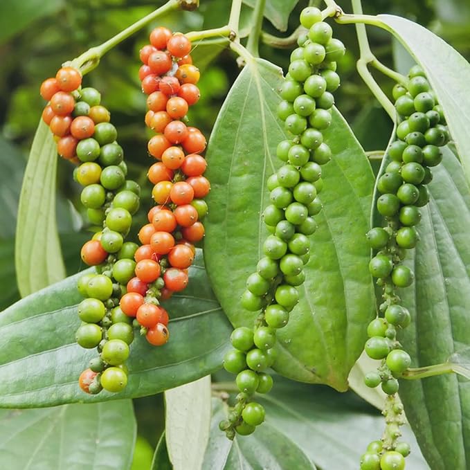 Black Pepper Plant Live 4 to 6 Inches Tall Live Pepper Plant Piper Nigrum Live Plant Herb Plant for Garden