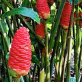 Shampoo Ginger Rhizomes for Planting 5 Fresh Ginger Roots Raw Zingiber Zerumbet Live Ginger Roots for Planting Pinecone Ginger Live Hawaiian Shampoo Ginger Lily Red Ginger Roots