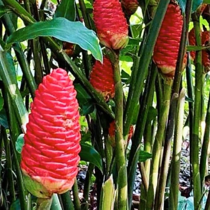 Shampoo Ginger Rhizomes for Planting 5 Fresh Ginger Roots Raw Zingiber Zerumbet Live Ginger Roots for Planting Pinecone Ginger Live Hawaiian Shampoo Ginger Lily Red Ginger Roots