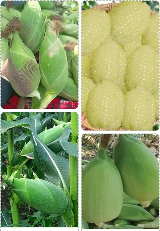 50+ Seeds Bap NEP nu SUA Seeds Rare find AÁian NGO NEP nu SUA TRAI tron