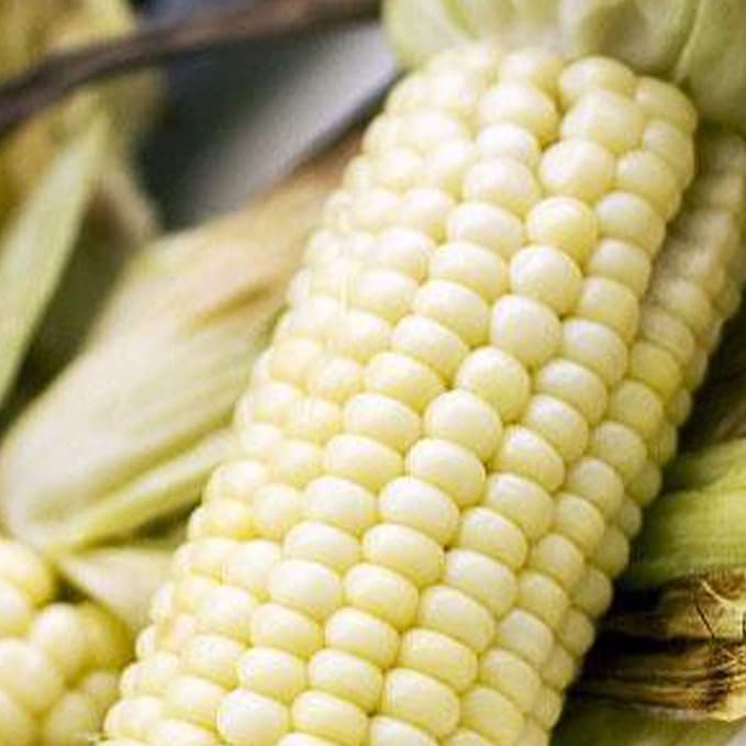 Stowell's Evergreen Sweet Corn - 1 LB ~2320 Seeds - Non-GMO Open Pollinated Heirloom Vegetable Gardening Seeds