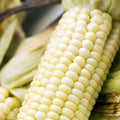 Stowell's Evergreen Sweet Corn - 5 LB Bulk ~11600 Seeds - Non-GMO Open Pollinated Heirloom Vegetable Gardening Seeds