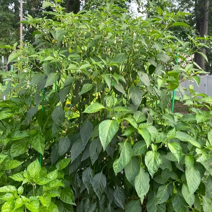 2 Pequin Hot Pepper Plants Live in 2.5 Inch Pot for Planting Outdoor 2 Plants in 1 Pot